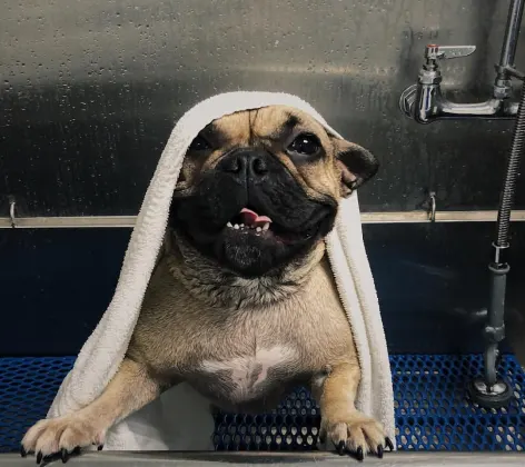 Dog getting groomed with a towel 